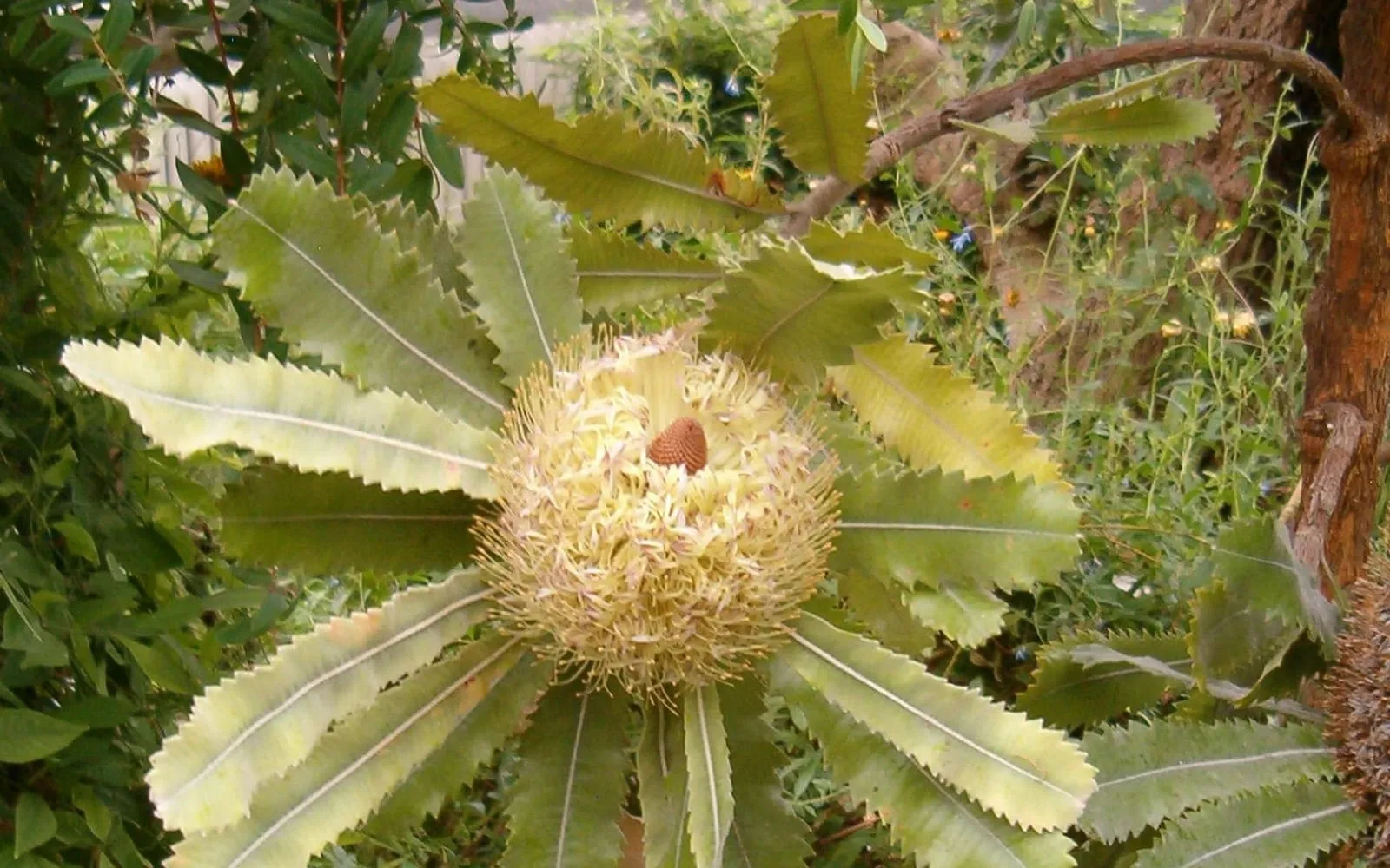 A large cylindrical cream flower spike of old man banksia surrounded by a rosette of serrated leaves