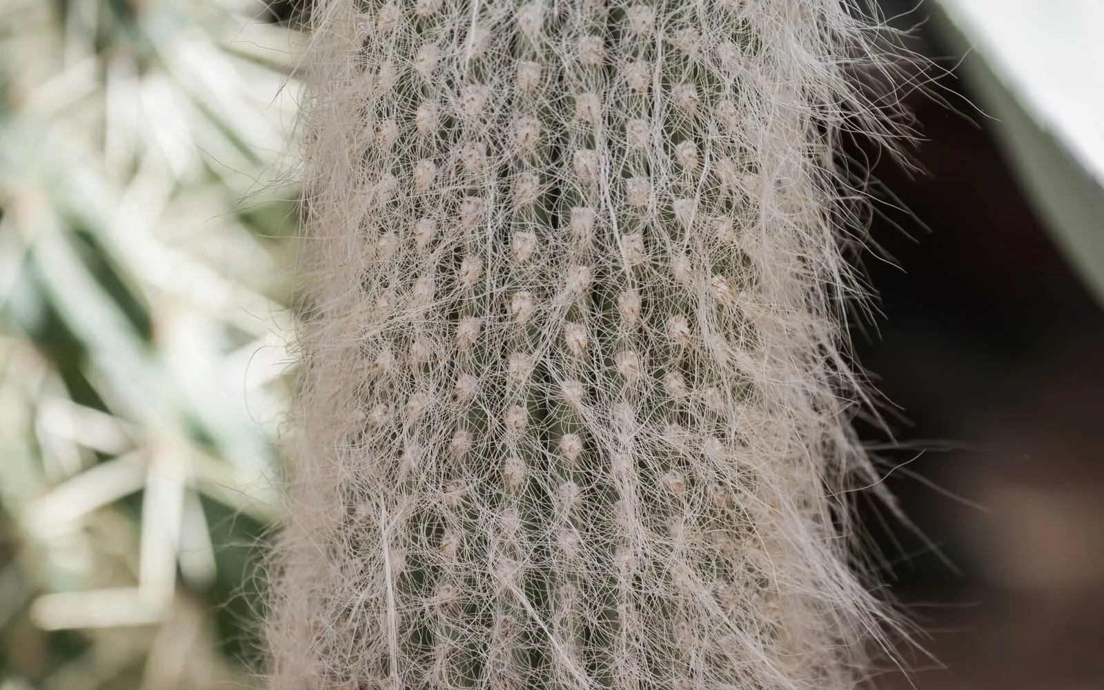 Close-up of the long, shaggy white hair covering the column of an old man cactus