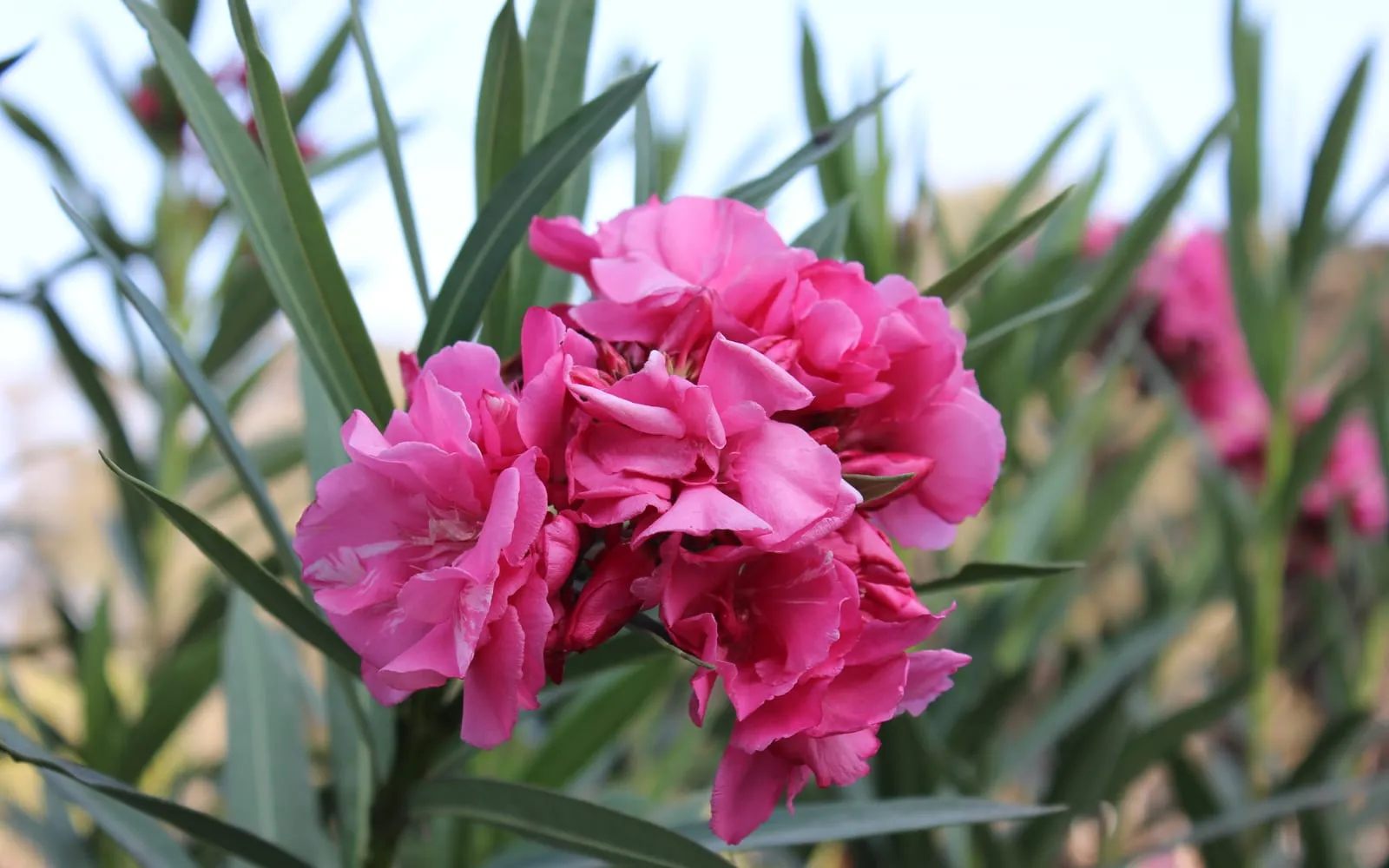 A cluster of deep pink oleander flowers surrounded by narrow leathery grey-green leaves