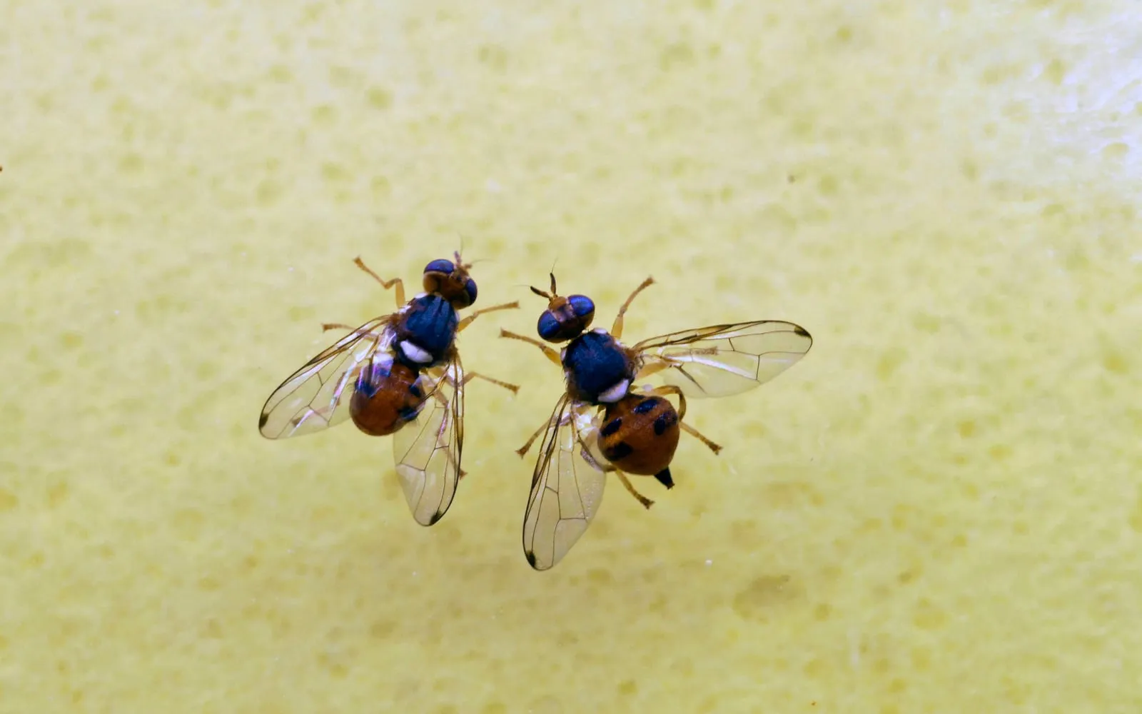 Two small flies side by side on a pale surface, each with a blue-black thorax marked with white, an orange-brown spotted abdomen and clear wings tipped with a dark spot