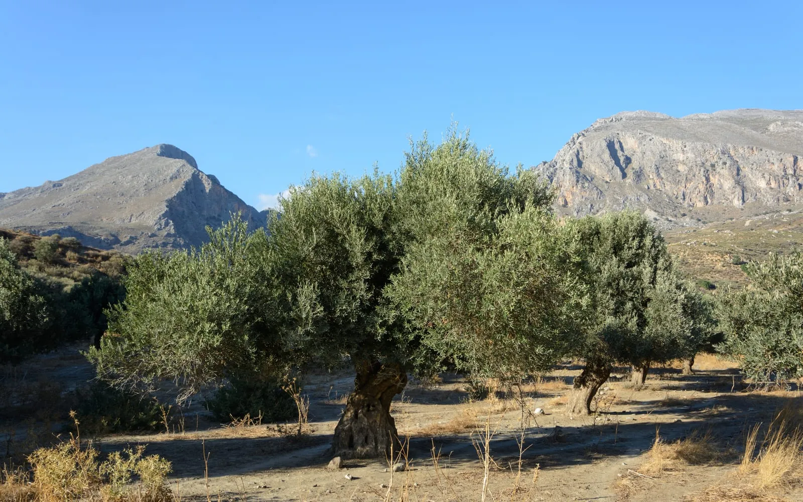 An old olive tree with a gnarled trunk and grey-green foliage in a Mediterranean grove