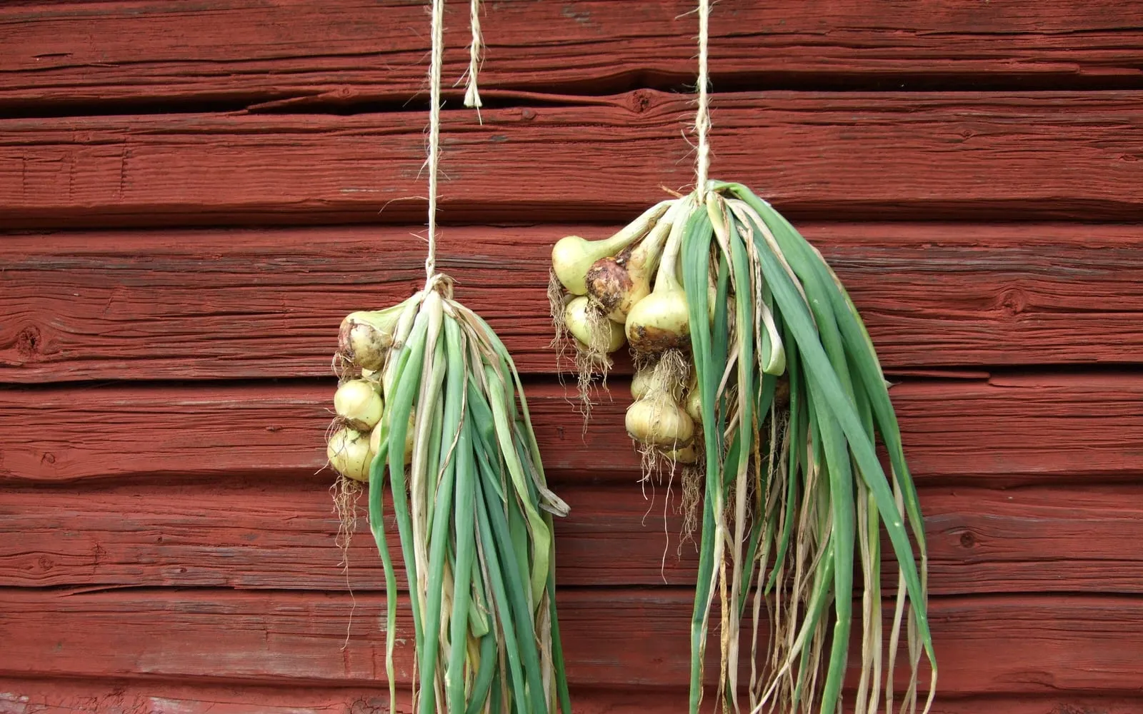 Two bunches of harvested onions tied by their leaves and hanging to dry against a red painted barn wall