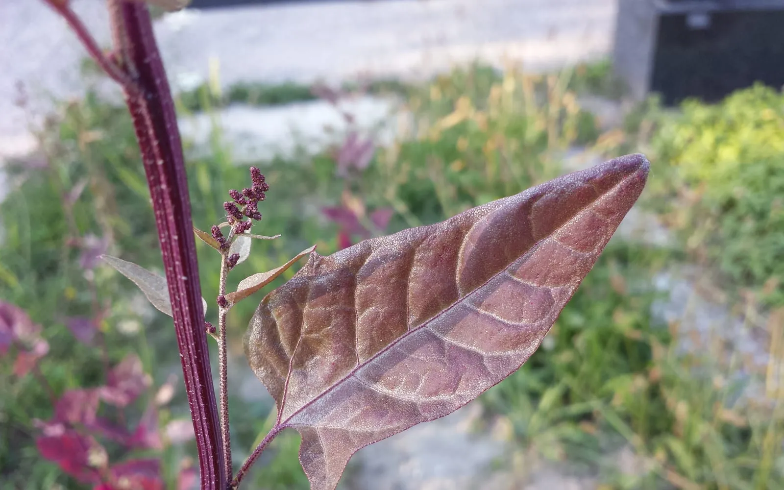A red orach leaf, triangular and dusted purple, on a crimson stem beside a spike of seed
