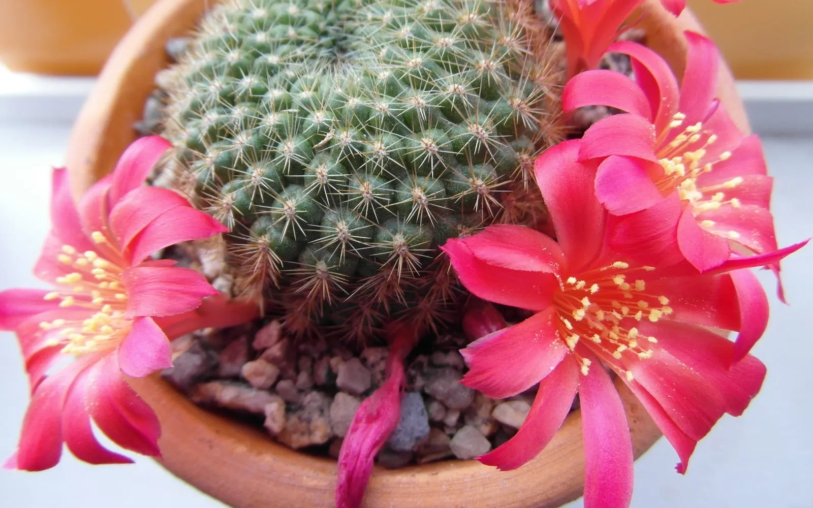 A cluster of orange snowball cacti sprouting bright pink flowers around their woolly crowns