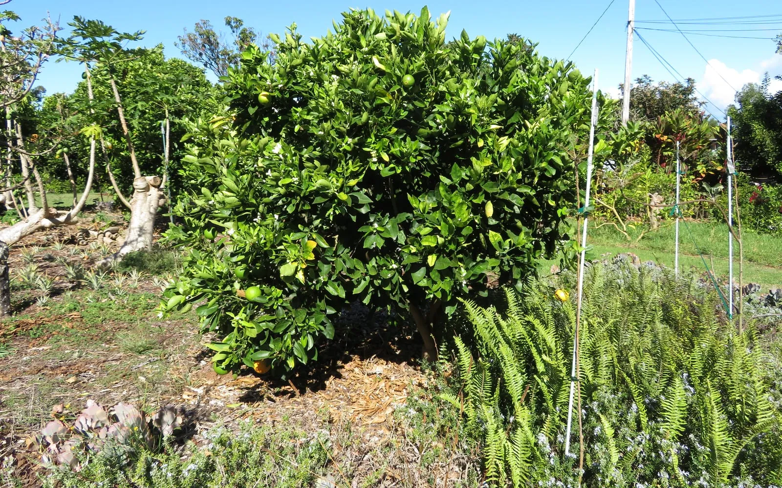 A young orange tree in a garden carrying fruit and blossom together