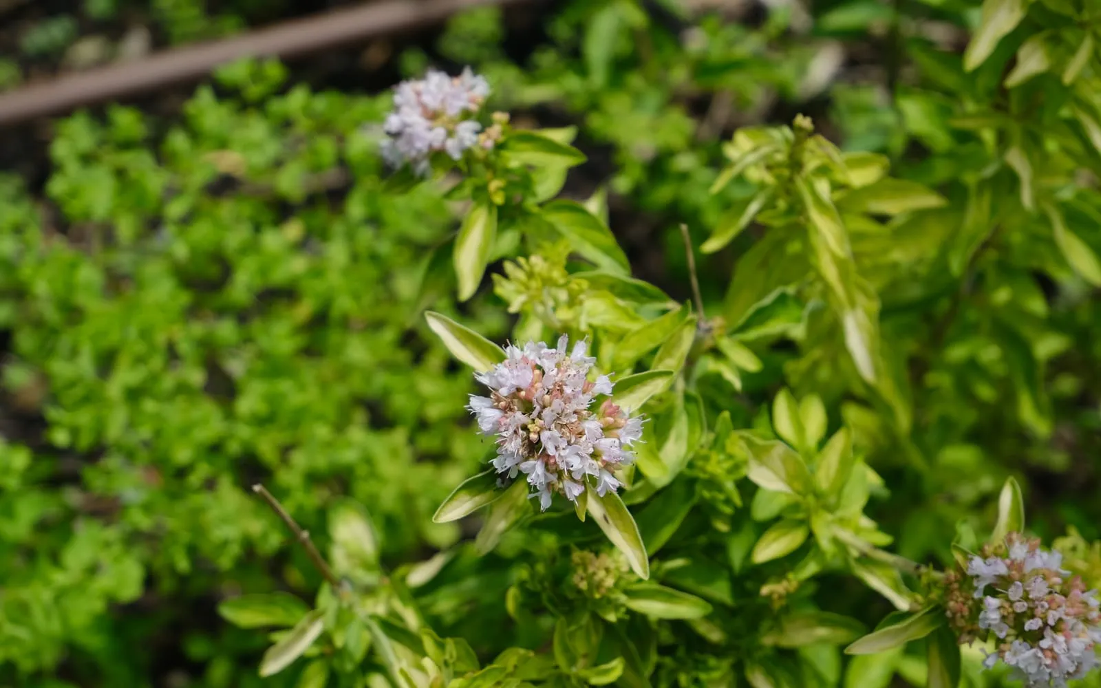 An oregano plant in flower, its clusters of tiny pale pink blooms above small bright green leaves