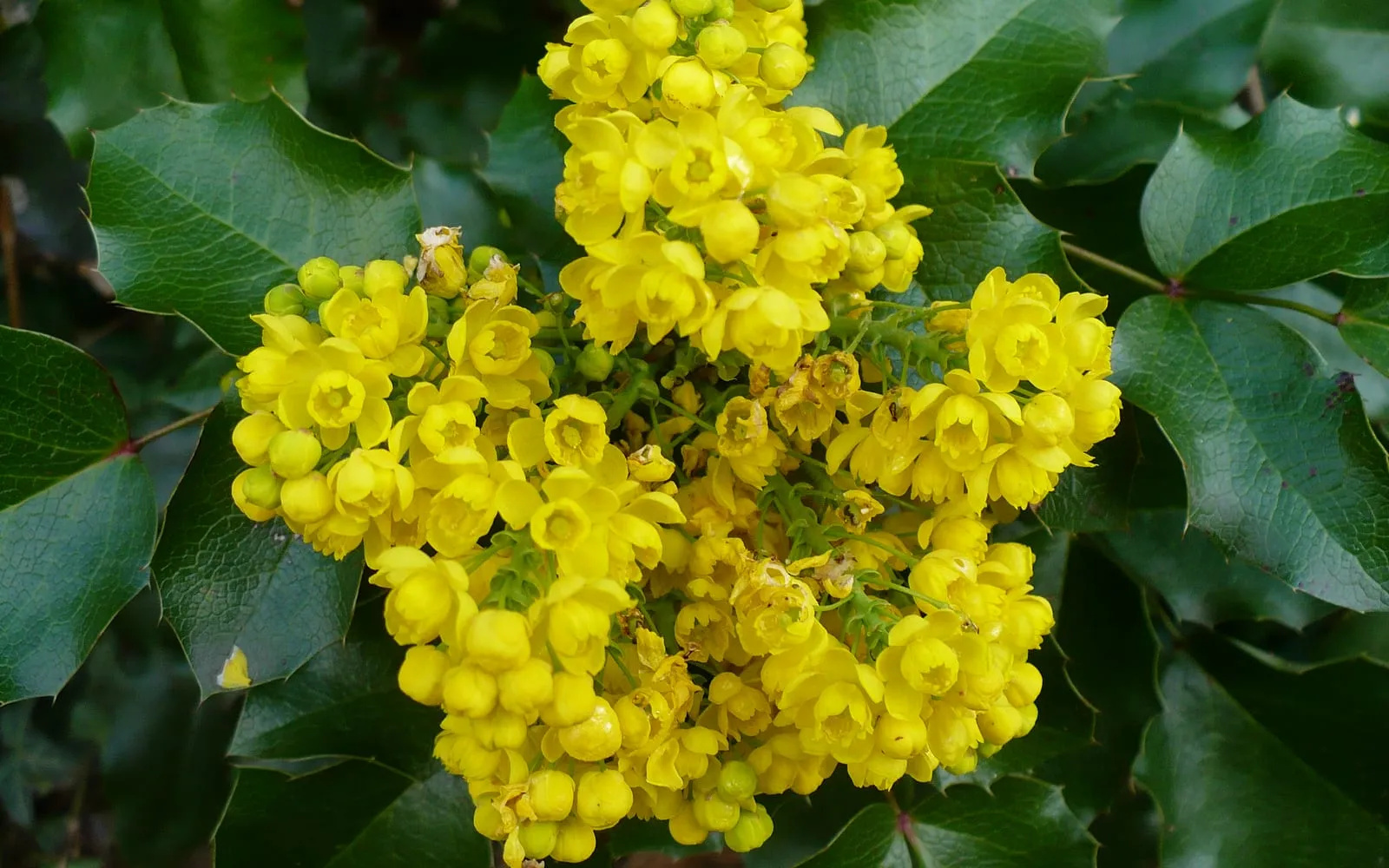 A cluster of bright yellow Oregon grape flowers against glossy spined leaves