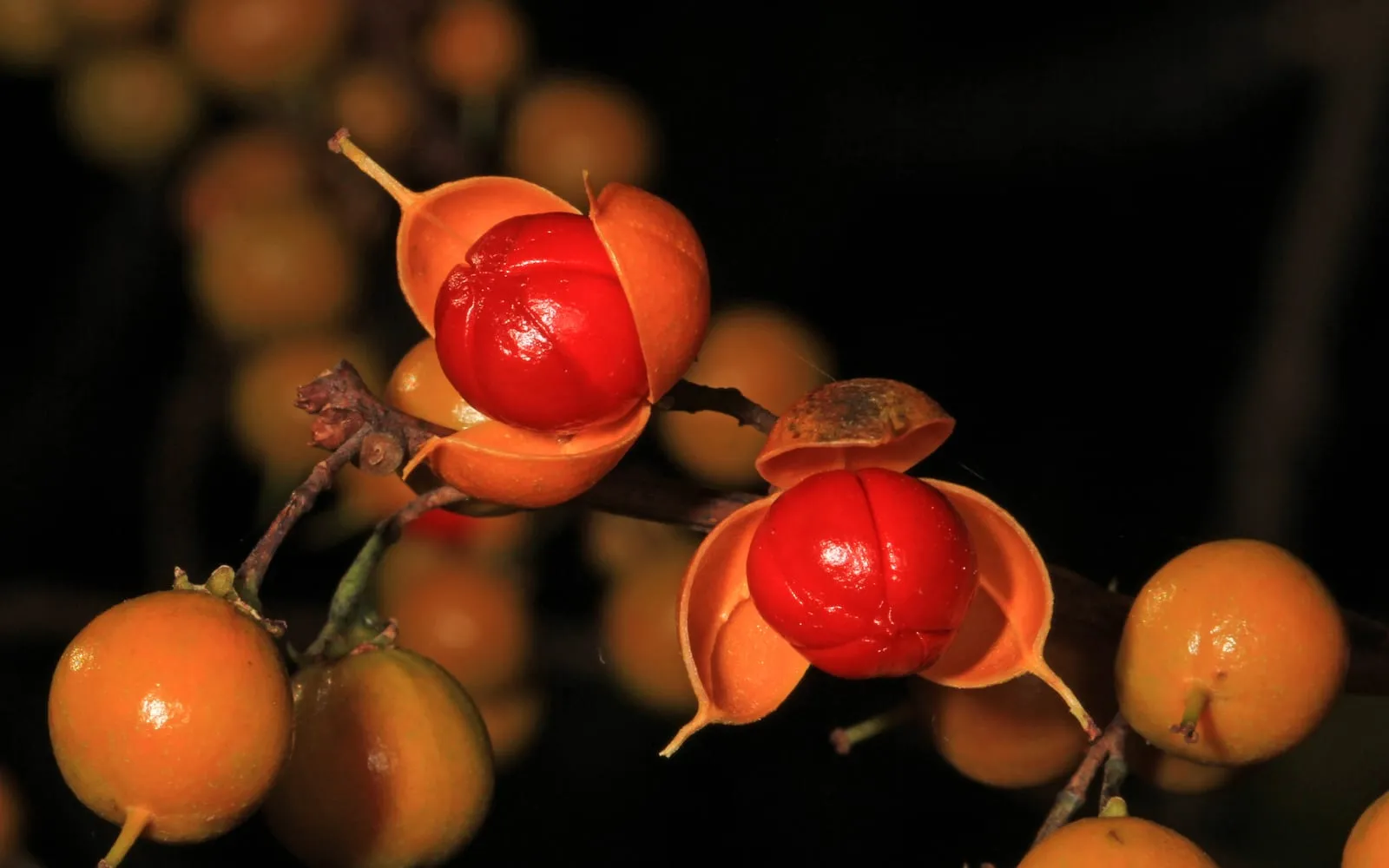 Oriental bittersweet berries along the stem, bright yellow-orange capsules split open to reveal glossy red-orange seed coats inside