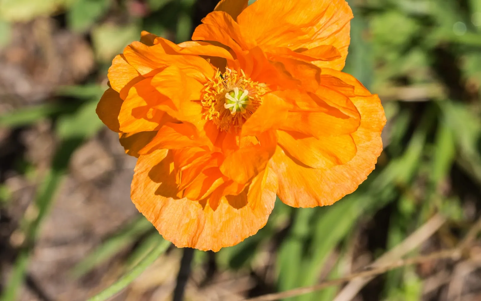 A large orange oriental poppy with crumpled tissue-paper petals around a ring of stamens