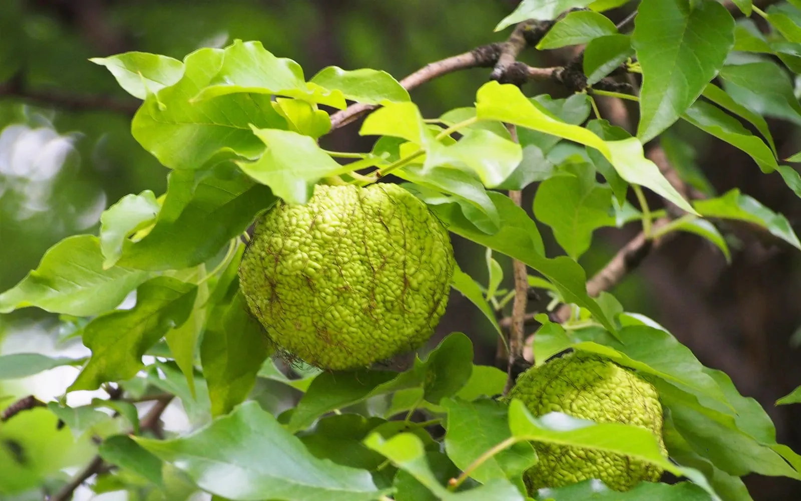A large, warty, bright yellow-green osage orange fruit hanging among glossy pointed-oval leaves on the branch of a tree