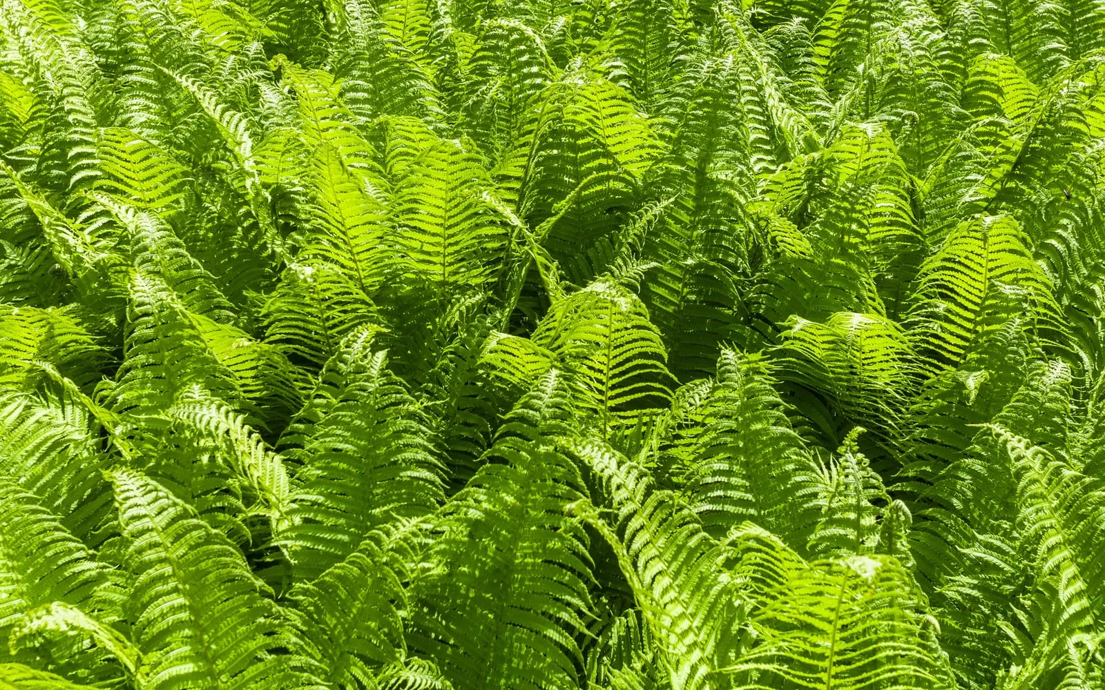 A dense planting of ostrich ferns showing their tall, upright, shuttlecock-shaped clumps of arching fronds.