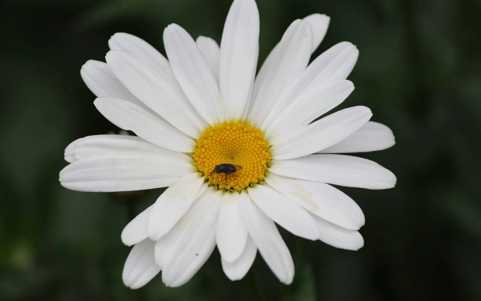 A single large white ox-eye daisy flower with a yellow centre and an insect visiting