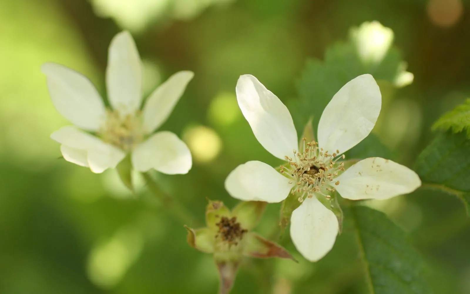 White, five-petalled Pacific blackberry flowers with pale yellow centres, open among green foliage on a trailing cane