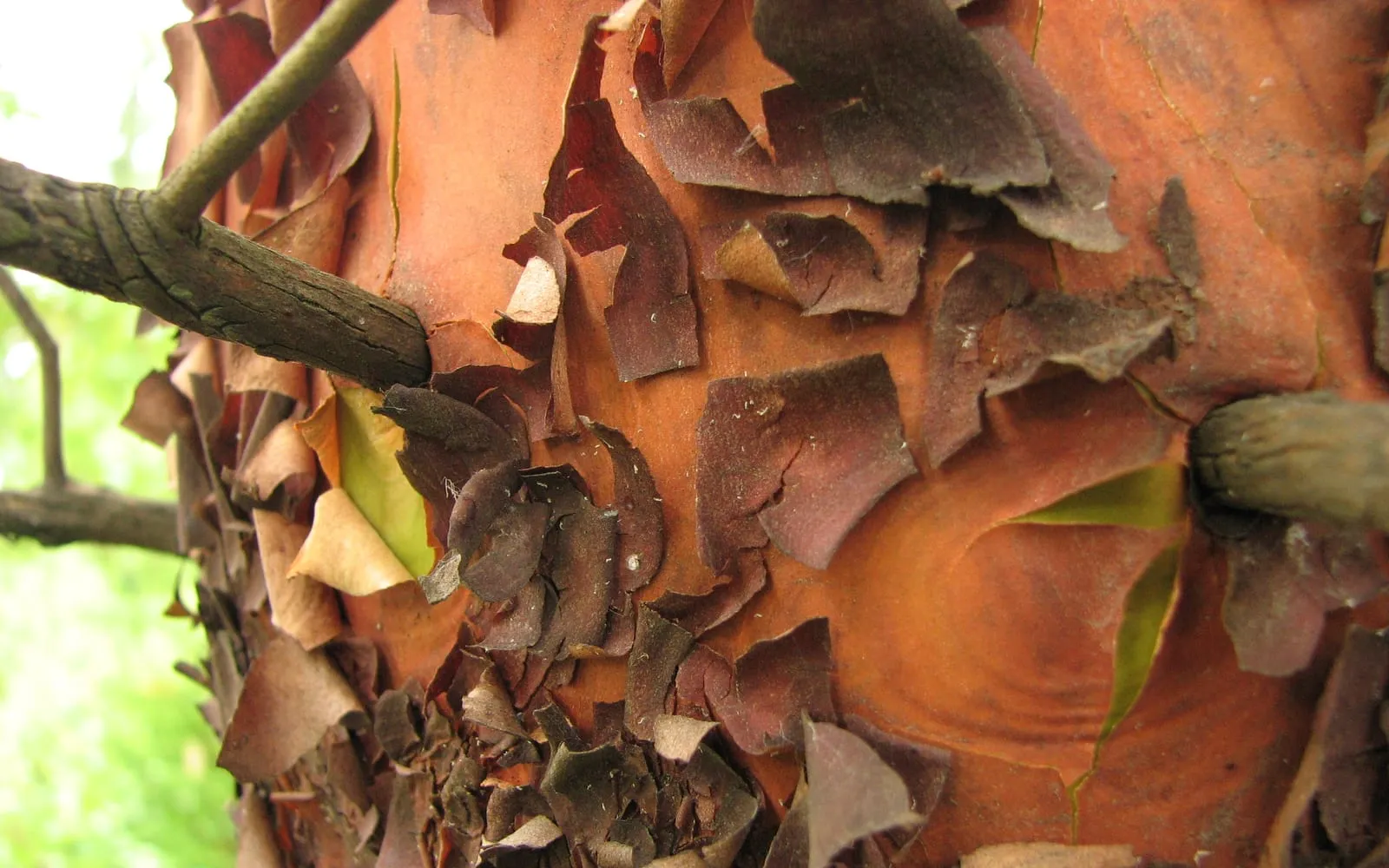 Close-up of a Pacific madrone trunk with smooth cinnamon-orange bark peeling away in thin, curling papery sheets