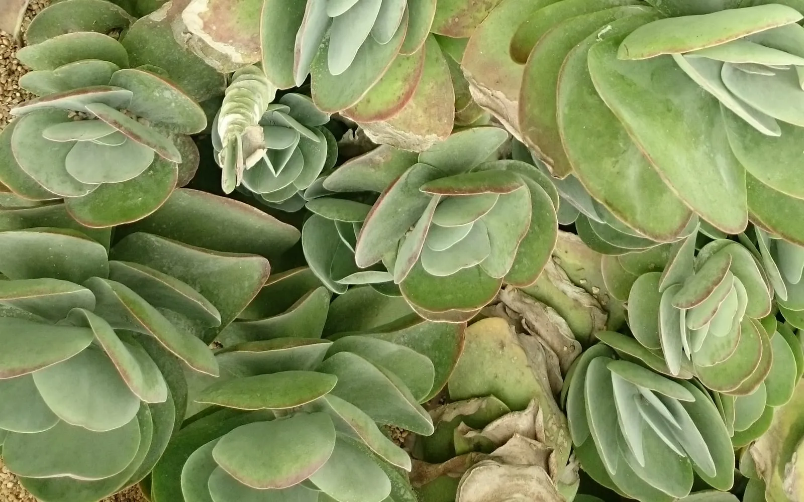 Broad, flat, paddle-shaped Kalanchoe luciae leaves in blue-green with red-tinged margins, stacked into large rosettes
