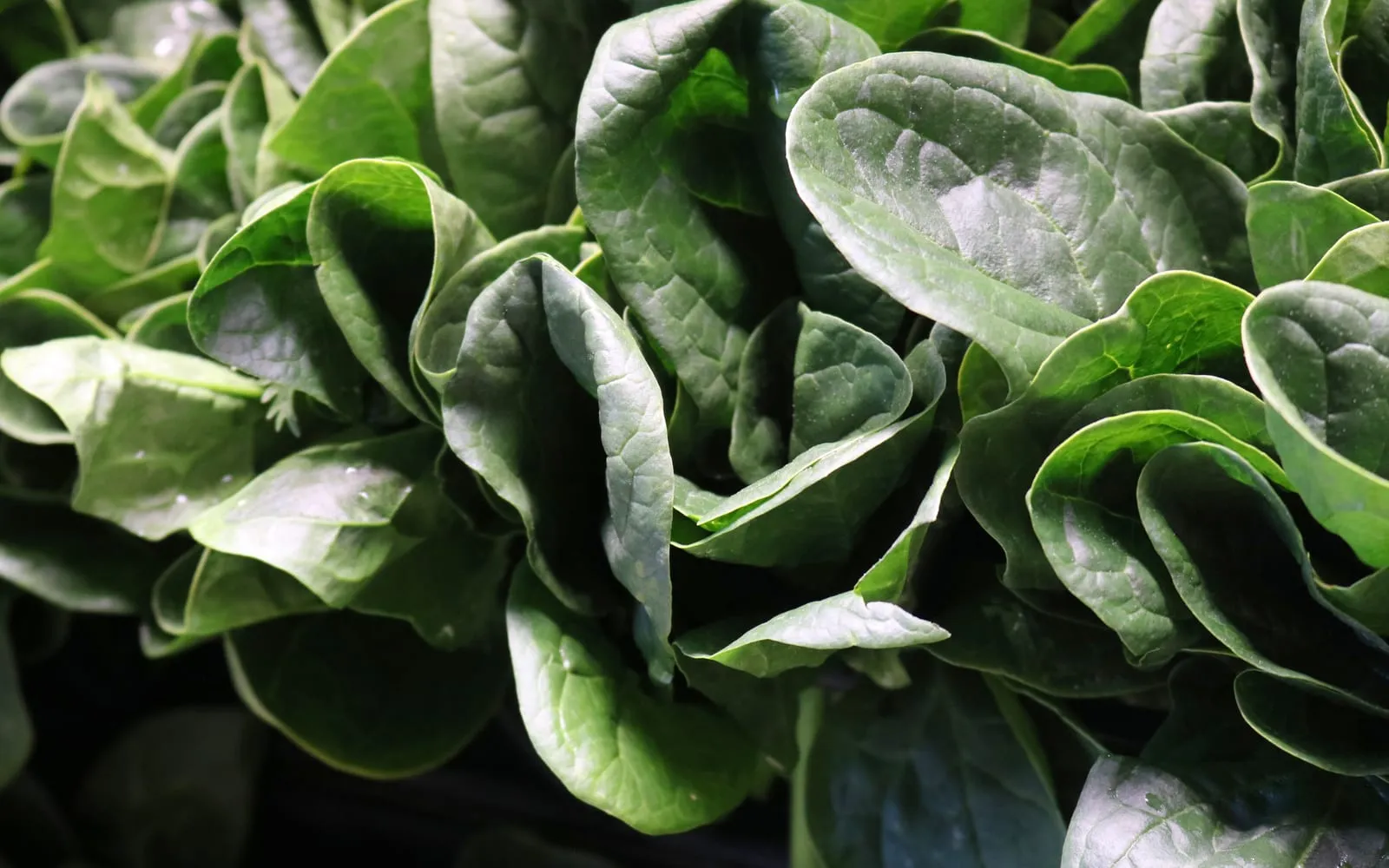 A dense stand of pak choi, the rounded dark green blades overlapping above pale midribs