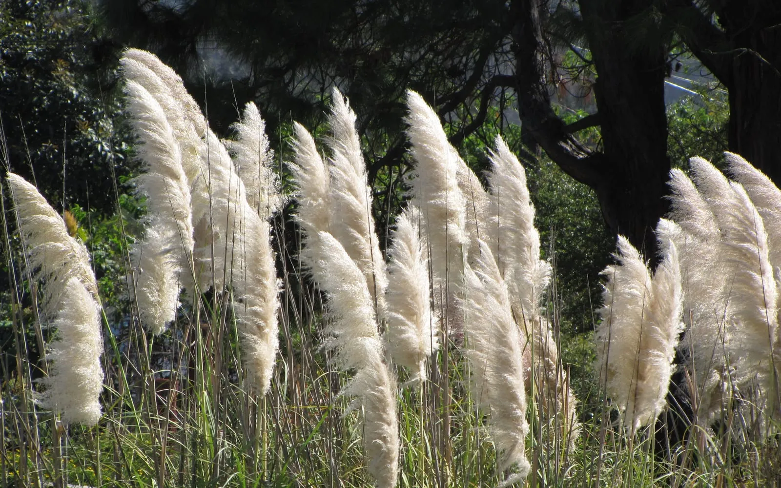 Silvery-cream pampas grass plumes standing on tall stems above the foliage