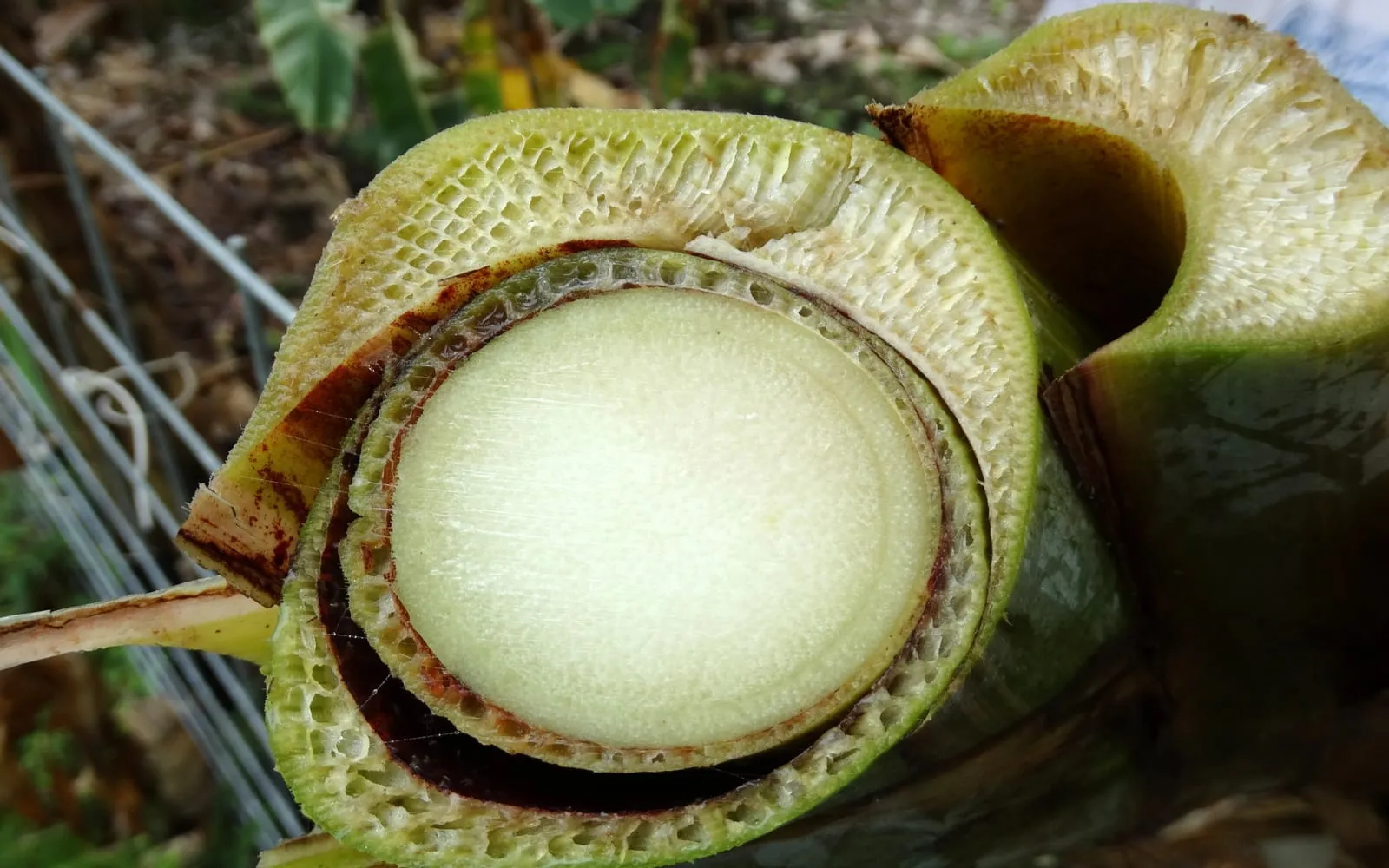 A banana pseudostem cut across, its pale spongy tissue crossed by dark red-brown rings and streaks