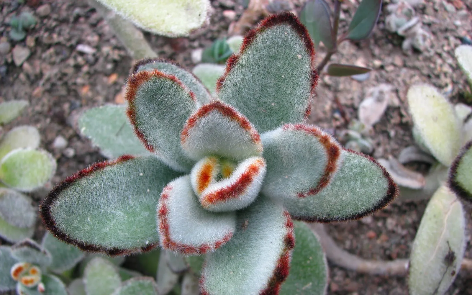 A panda plant rosette of silvery, velvet-felted leaves with dark rust-brown margins, seen from above