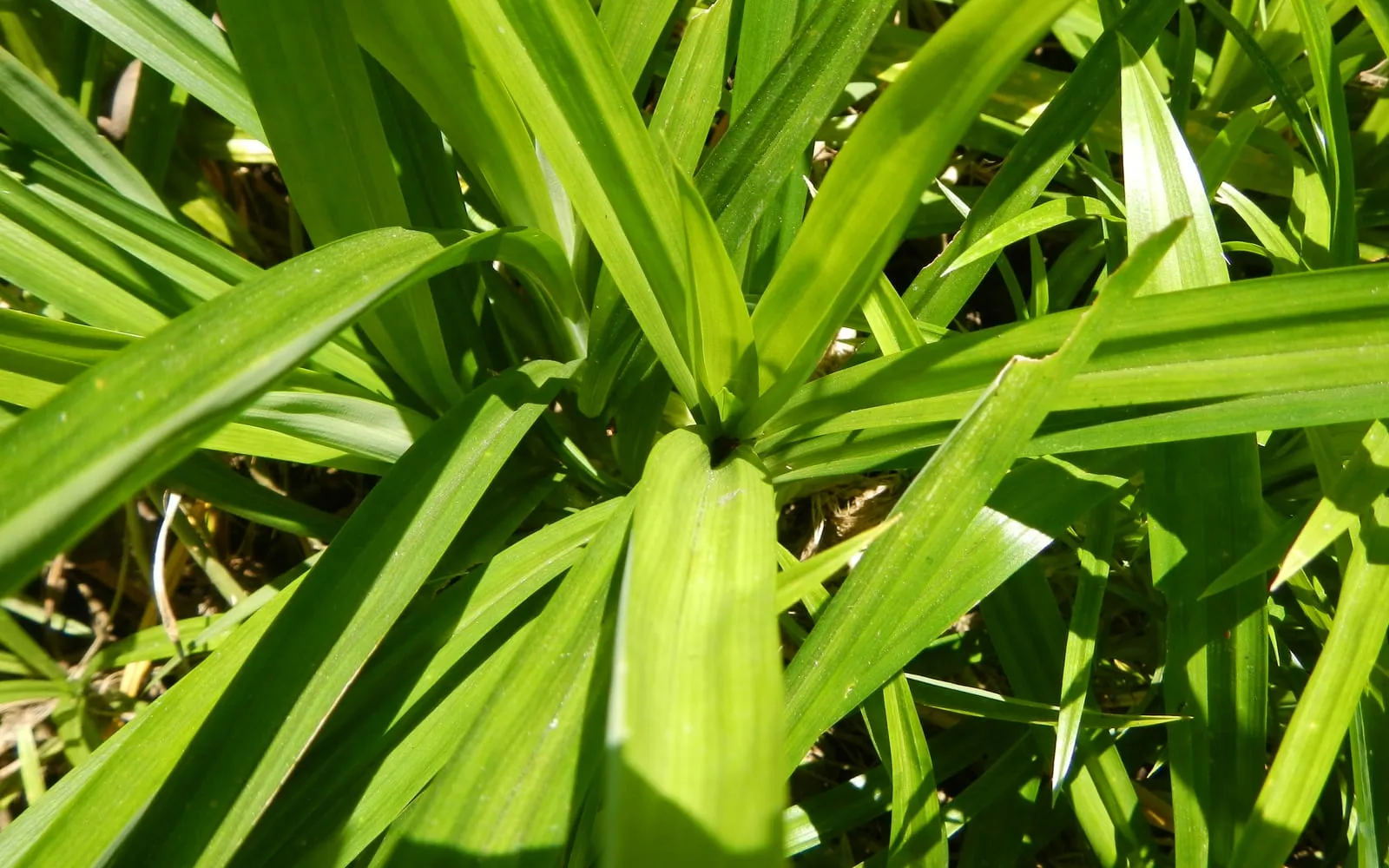 Pandan leaves, long and strap-shaped, folded along the midrib and arranged in a spiral