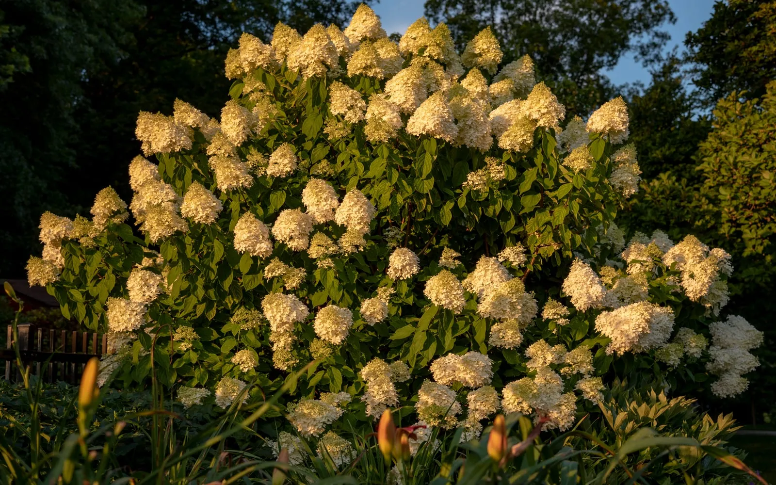 A mature panicle hydrangea shrub covered in cone-shaped creamy-white flower heads, lit by evening sun