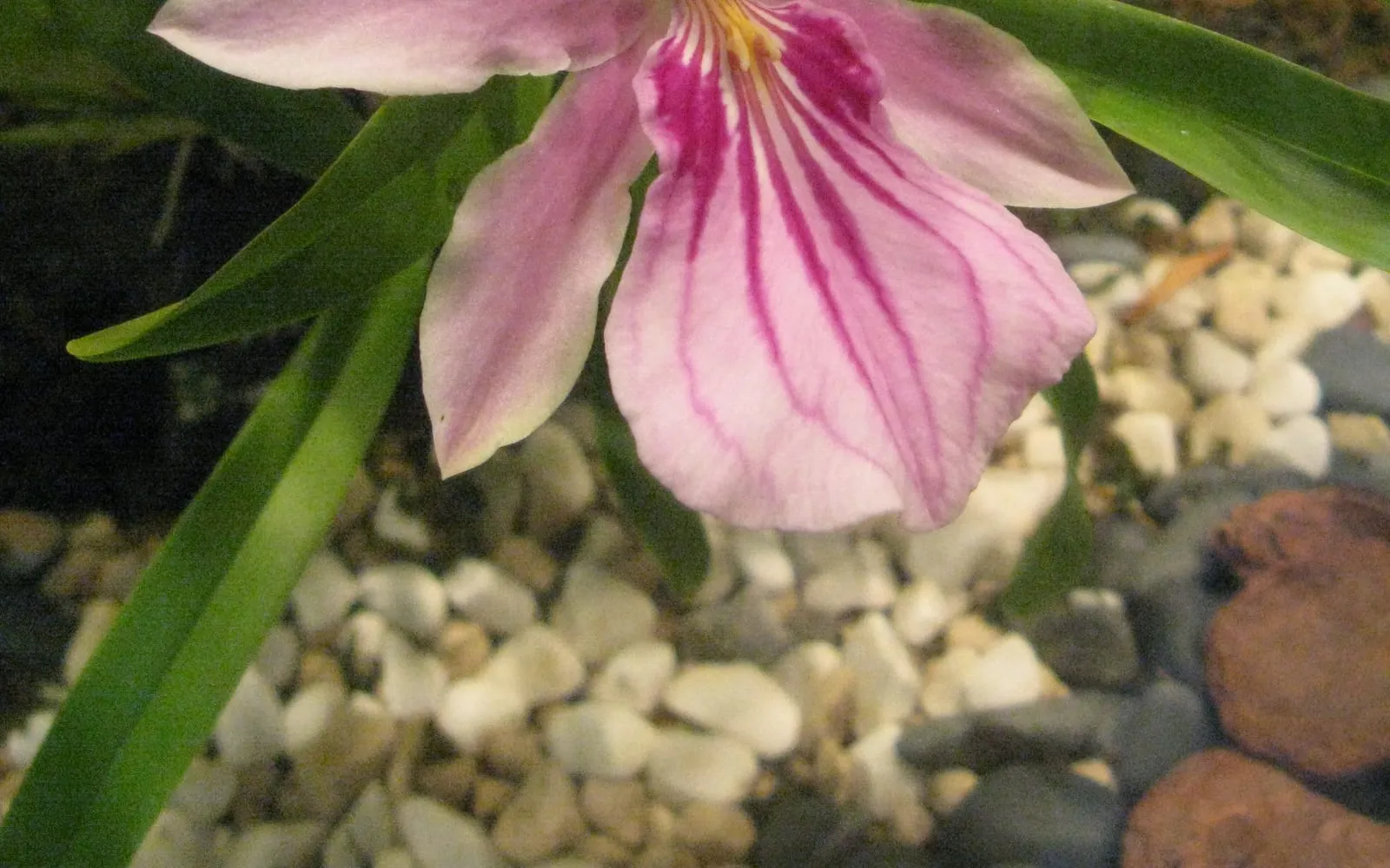 Miltonia spectabilis flowers, pale pink with a broad white and pink lip veined in deep purple, set among narrow green leaves.