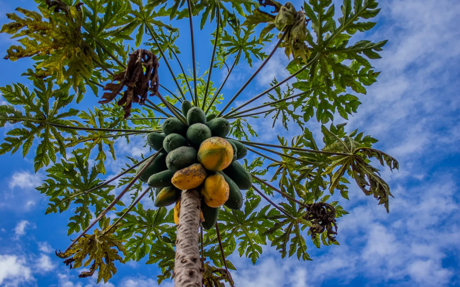 Papaya fruit ringing the trunk beneath a crown of deeply lobed leaves