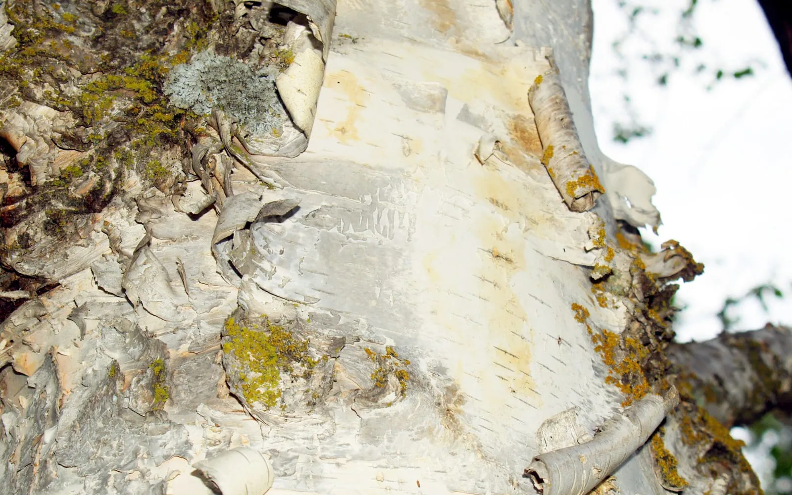 Close-up of a paper birch trunk with chalky white bark peeling away in curling sheets, marked with dark horizontal lenticels and patches of lichen