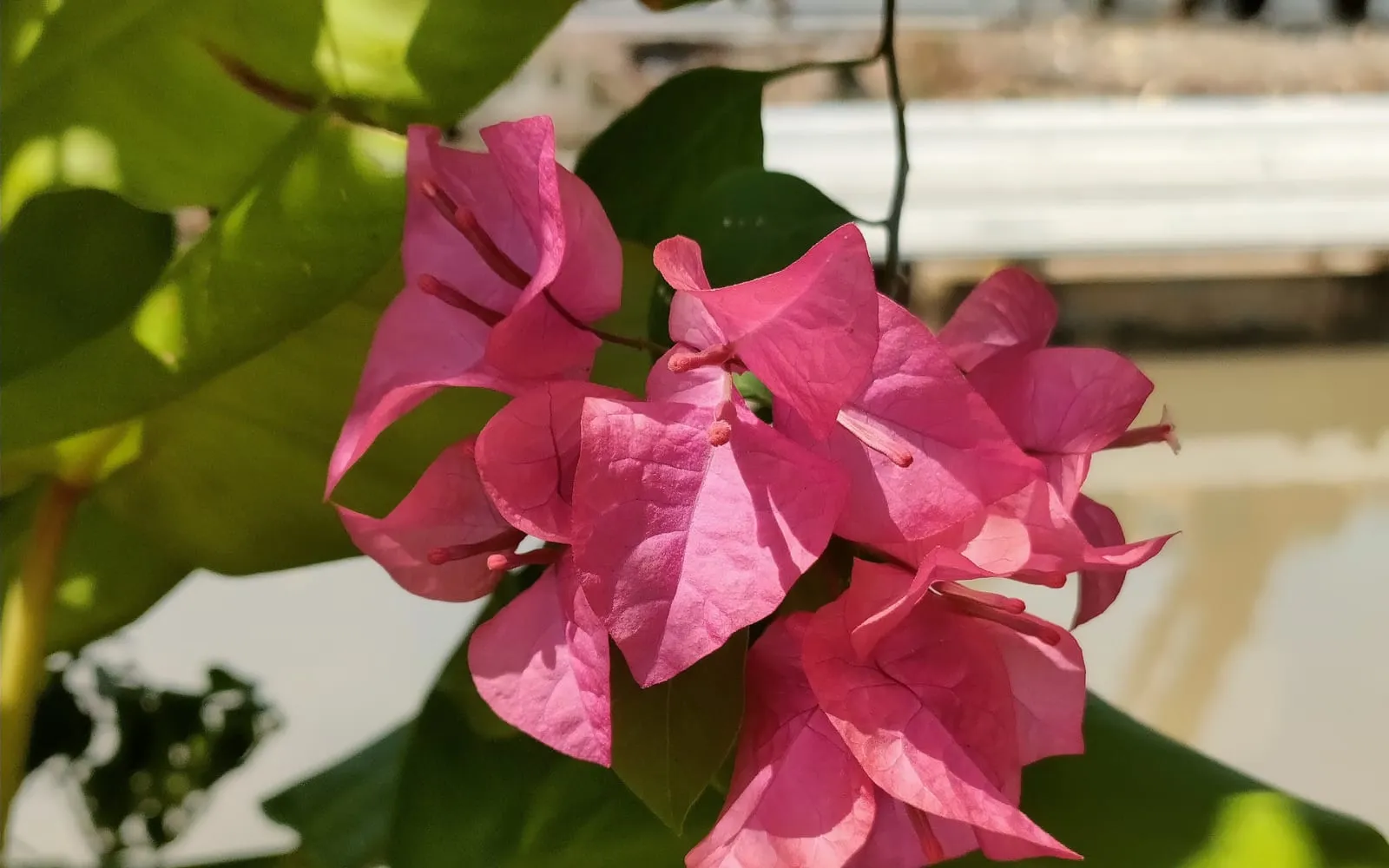 A cluster of bright pink paper flower bougainvillea bracts with small white true flowers at their centres, against smooth glossy leaves