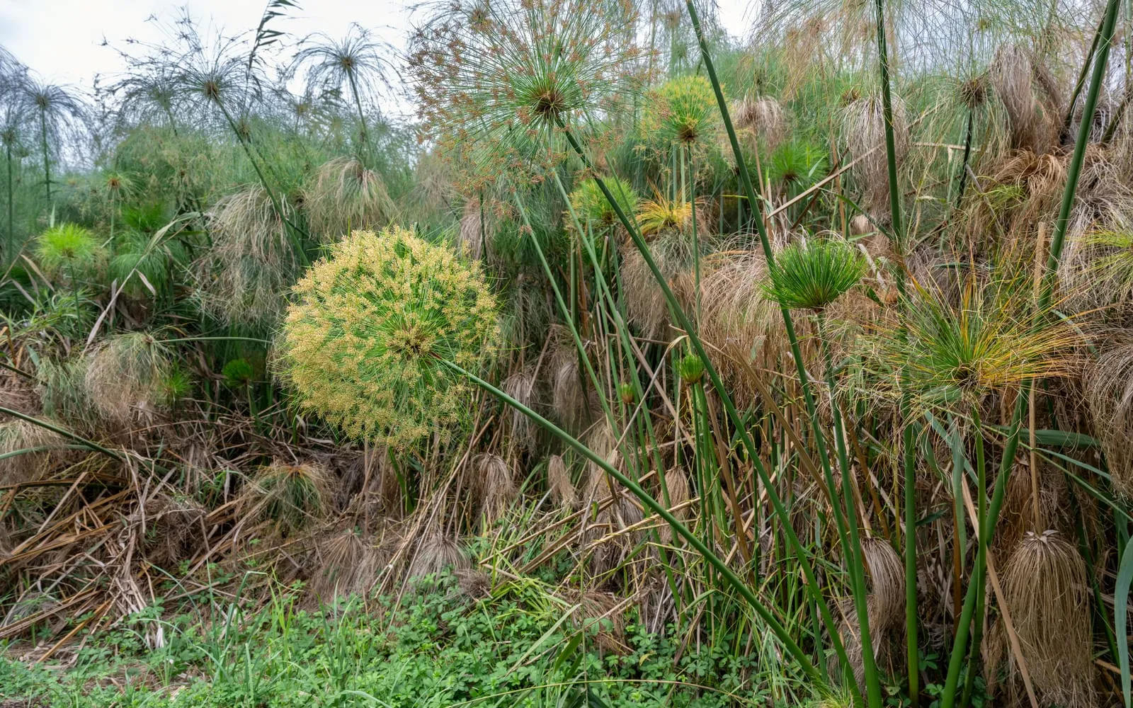 A stand of papyrus with tall triangular stems topped by green mophead umbels of fine thread-like rays