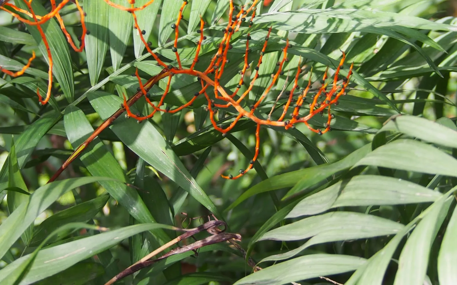 Arching pinnate fronds of a parlour palm carrying sprays of small orange fruit