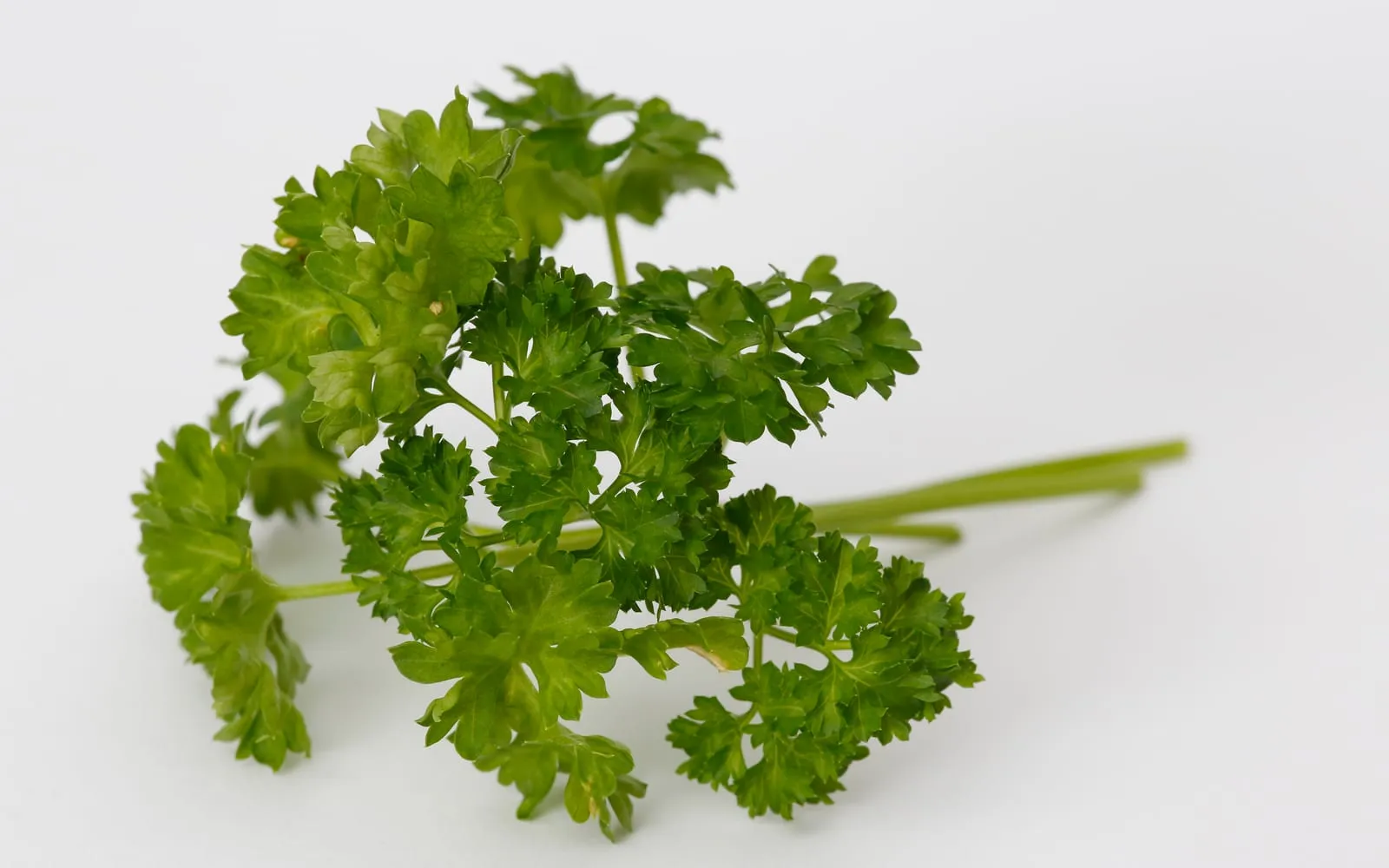 A sprig of tightly curled bright green parsley leaves on pale stalks