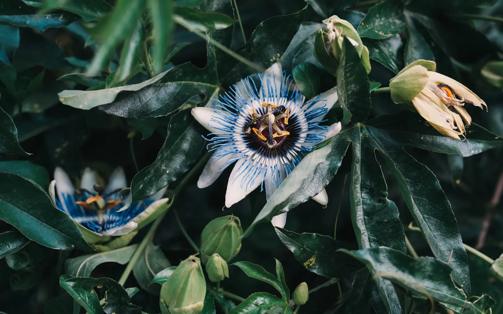 A blue passion flower showing white sepals, a banded blue and white corona and the central column