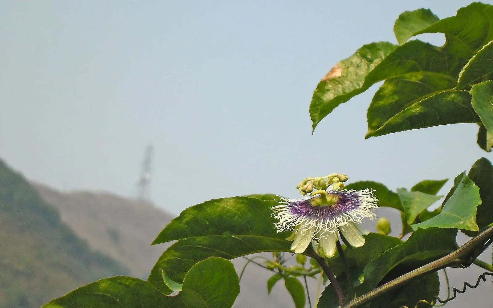 A passion flower showing its corona of banded filaments, with a tendril alongside