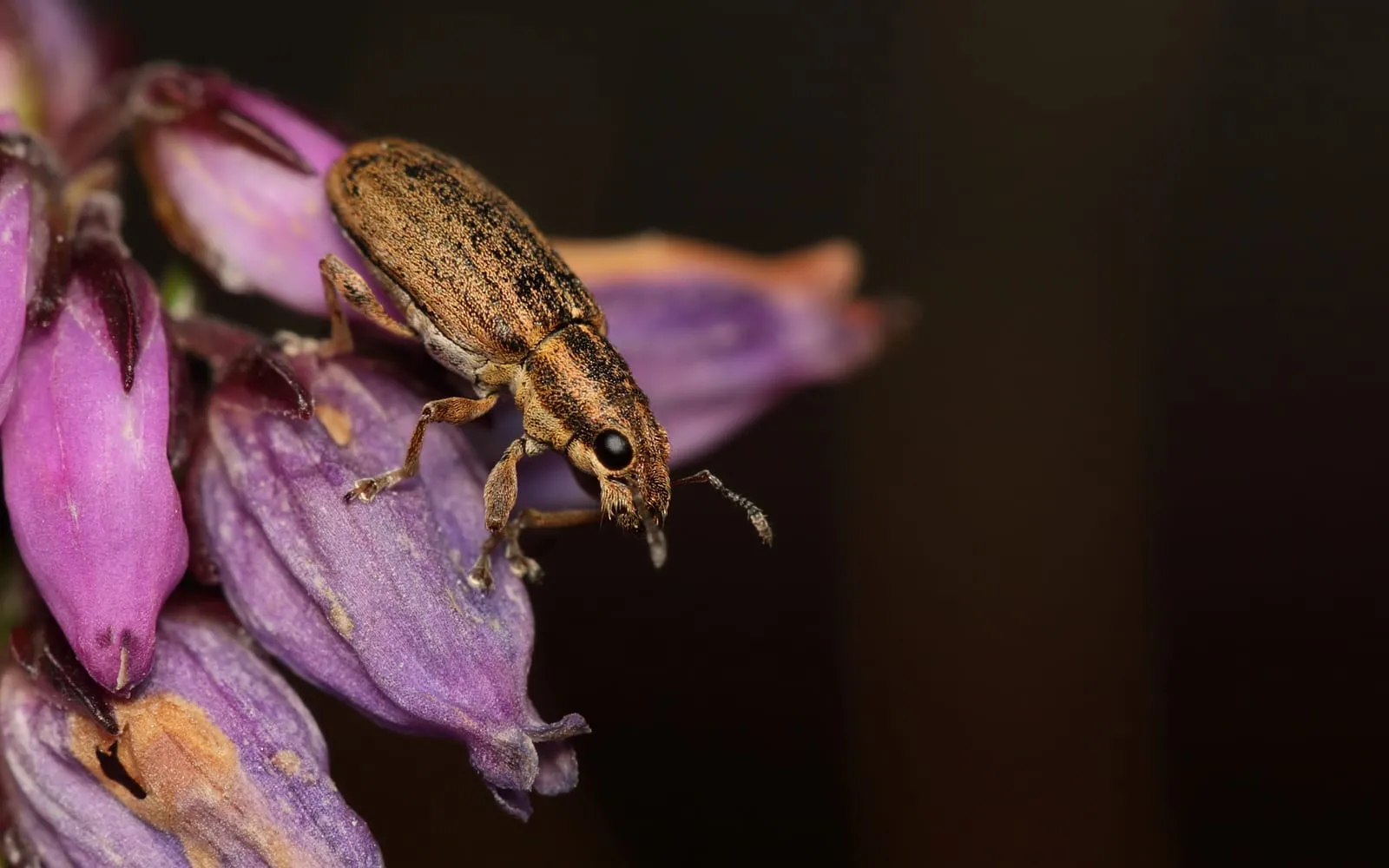 A small mottled grey-brown weevil with faint pale stripes along its back, standing on purple pea-family flowers