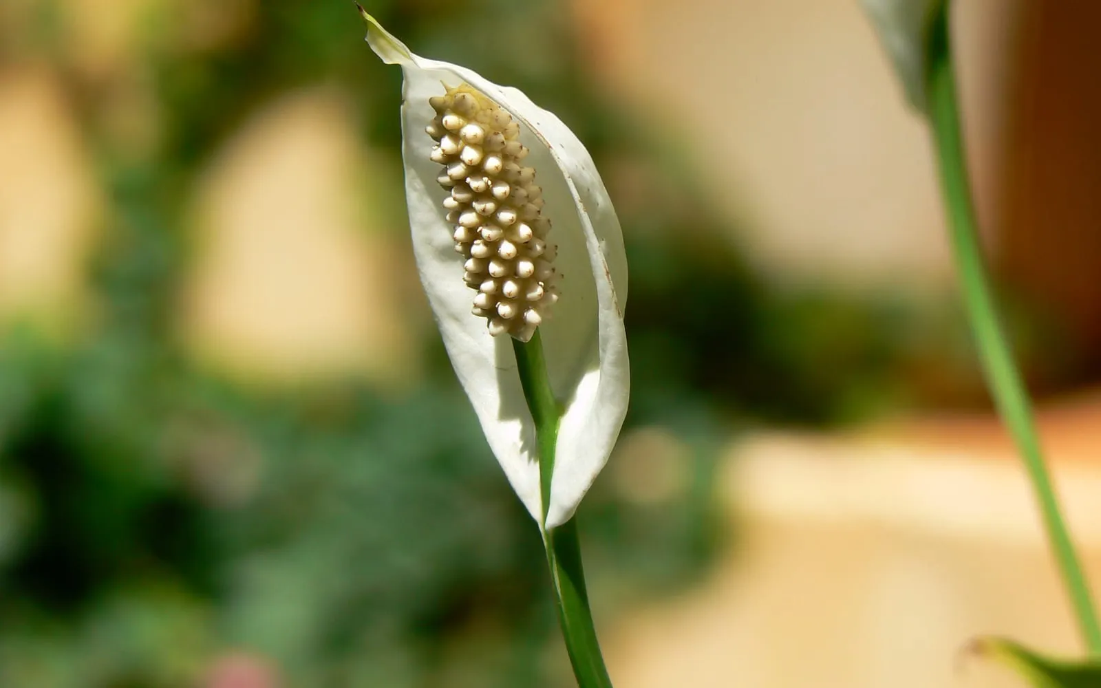 A single white peace lily spathe curved around a cream spadix studded with tiny flowers