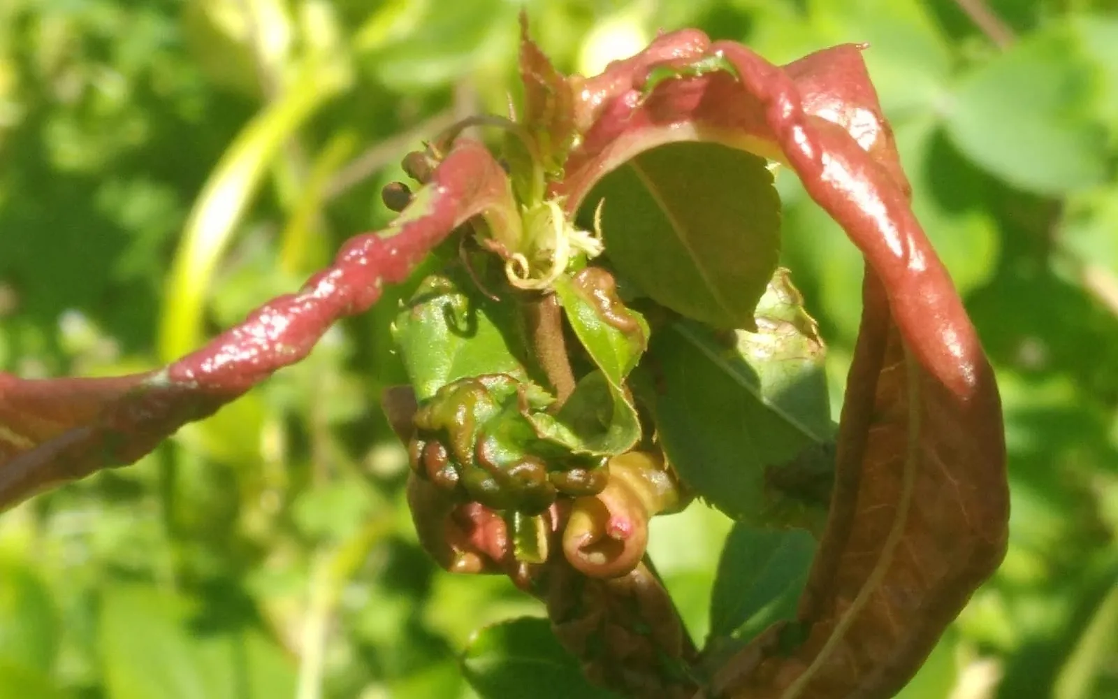 A peach shoot whose young leaves are grossly thickened, puckered and coloured crimson red, curling back on themselves