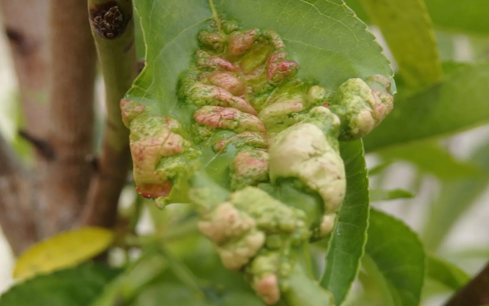 Peach foliage with several leaves swollen and distorted into pale and reddish blisters among normal green leaves
