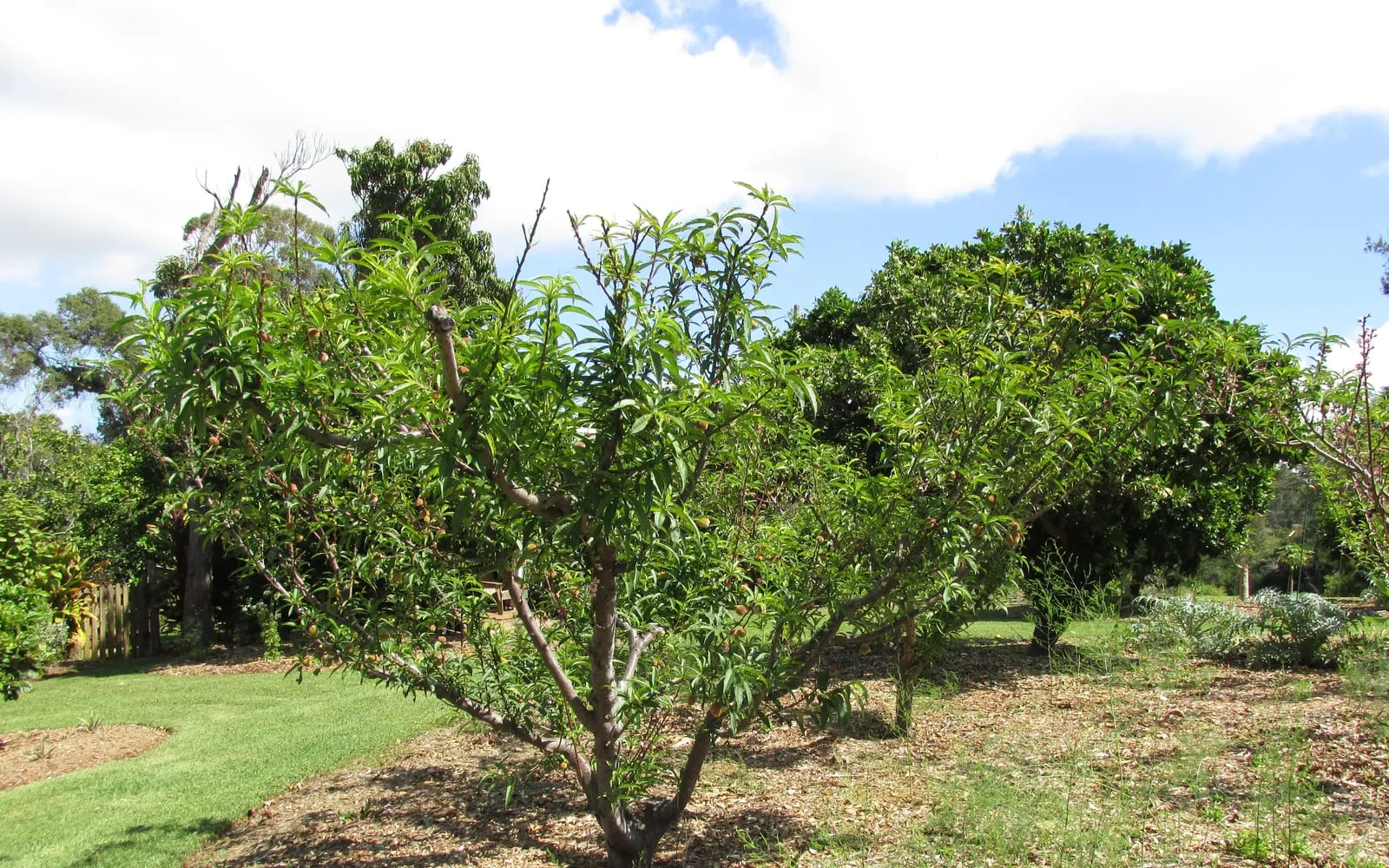 A young peach tree in a garden carrying ripening fruit among narrow lance-shaped leaves
