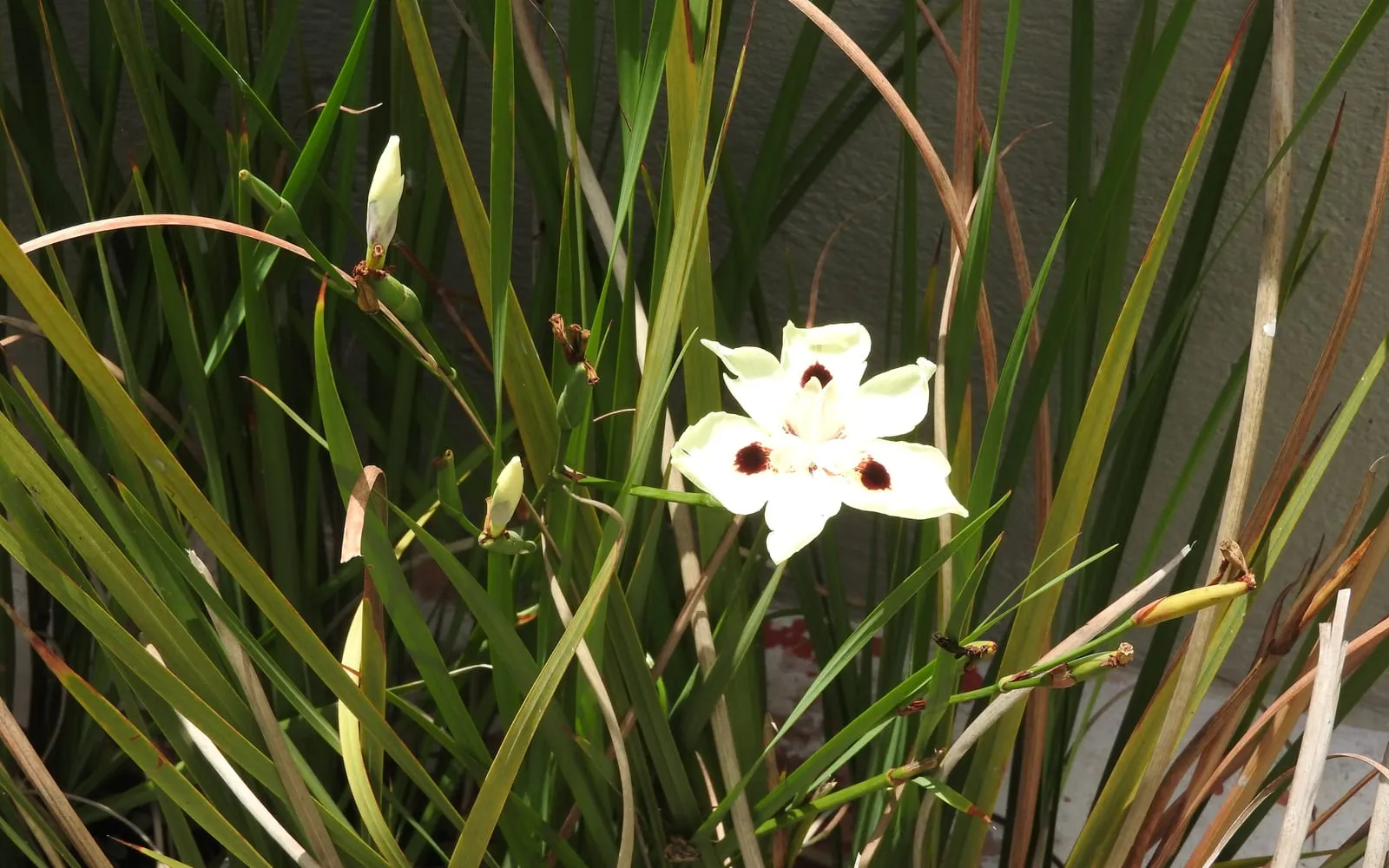 A peacock flower bloom with pale petals and dark maroon blotches, growing among the plant's iris-like fans of leaves