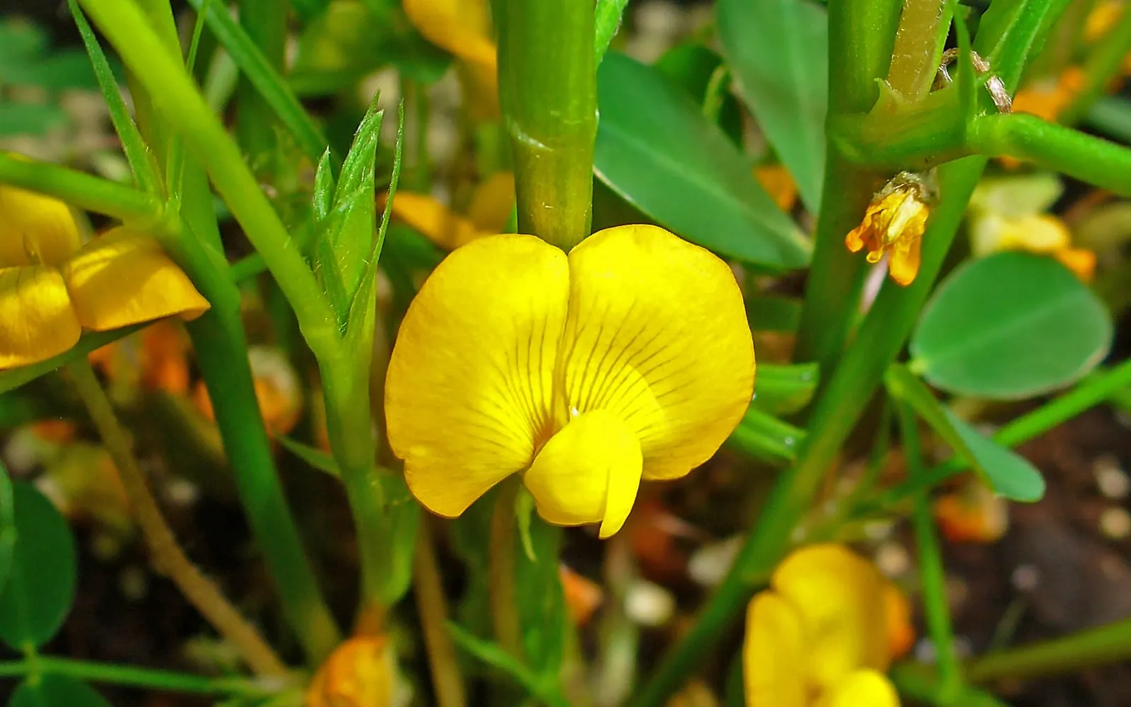 A yellow peanut flower low on the plant among the paired oval leaflets