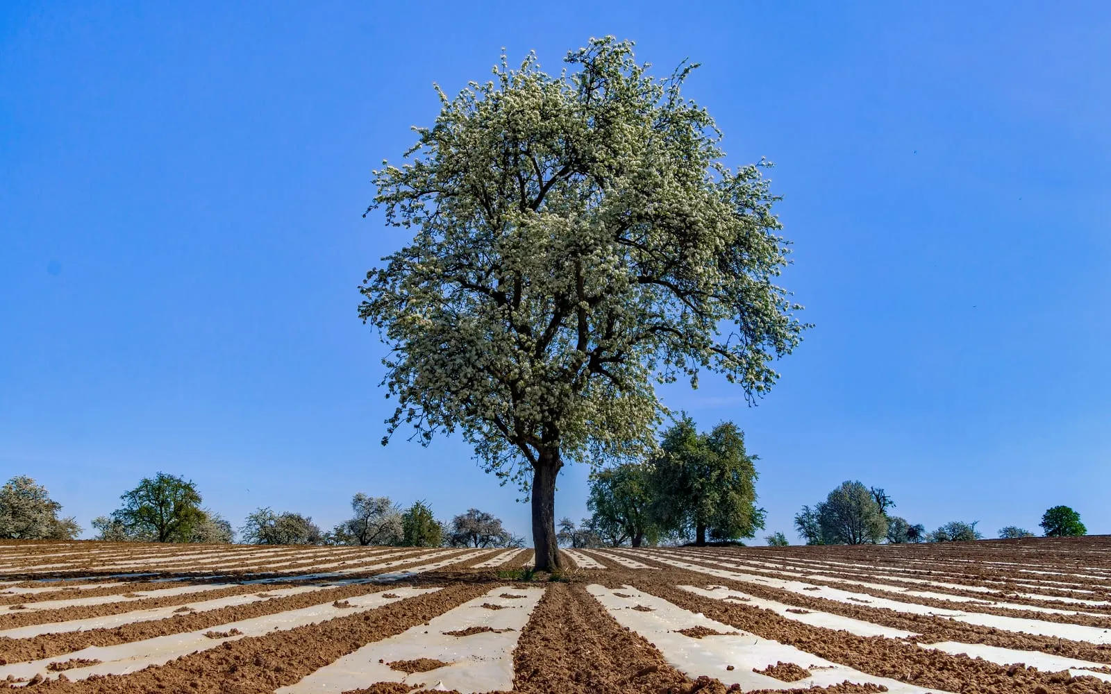 A pear tree in full white blossom standing alone at the top of a ploughed field under a blue sky