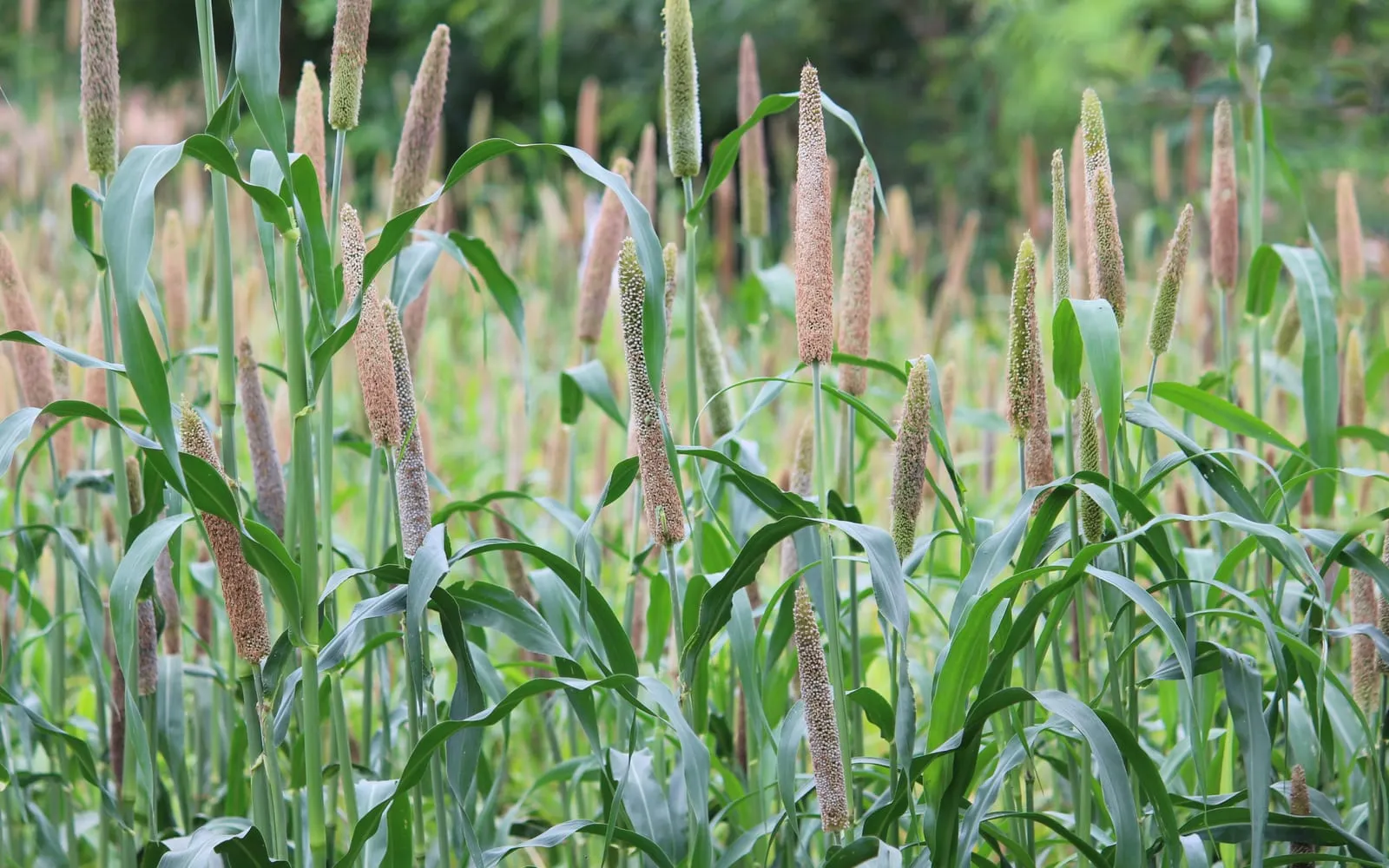 Pearl millet plants with dense cylindrical heads standing above broad blue-green leaves
