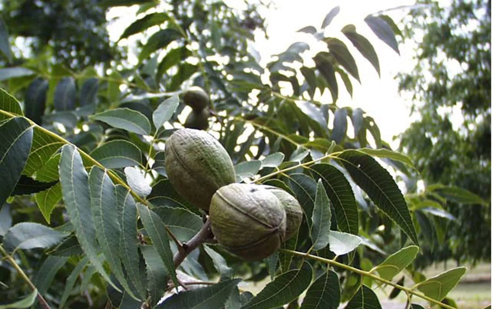 Green, unsplit pecan husks hanging among pinnately compound pecan leaflets on the tree