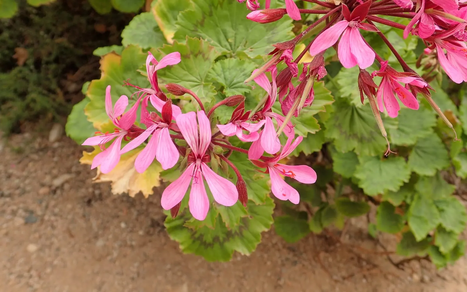 A zonal pelargonium in flower with red blooms and rounded zoned leaves