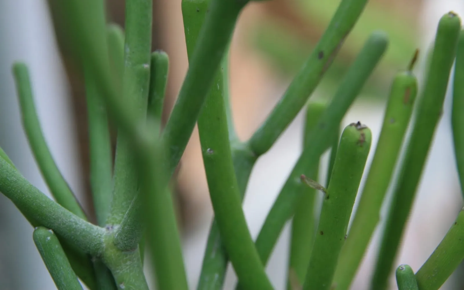 Smooth green pencil-thick pencil cactus stems branching against a pale background