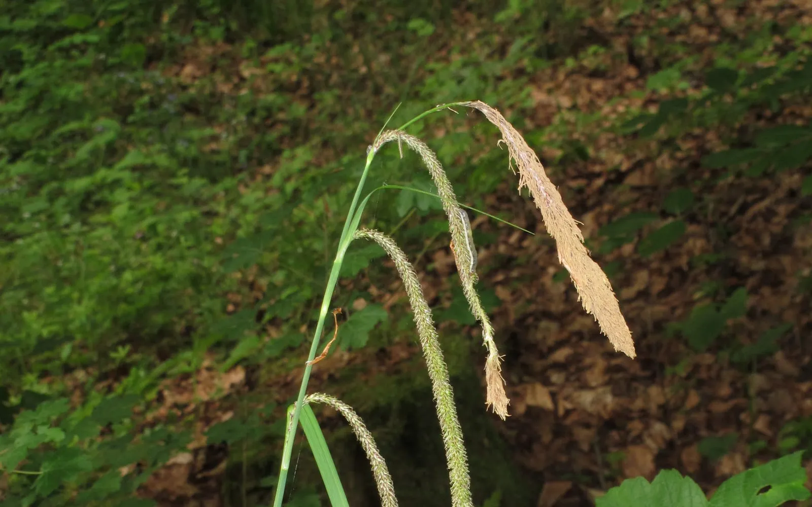 Long, arching, pendulous flower spikes of pendulous sedge, green ripening to pale brown, hanging in shaded woodland