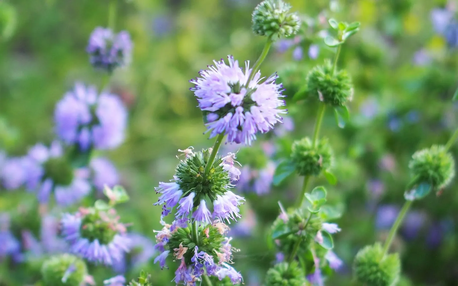 Pennyroyal in flower, with lilac flowers in dense whorls spaced along the stem