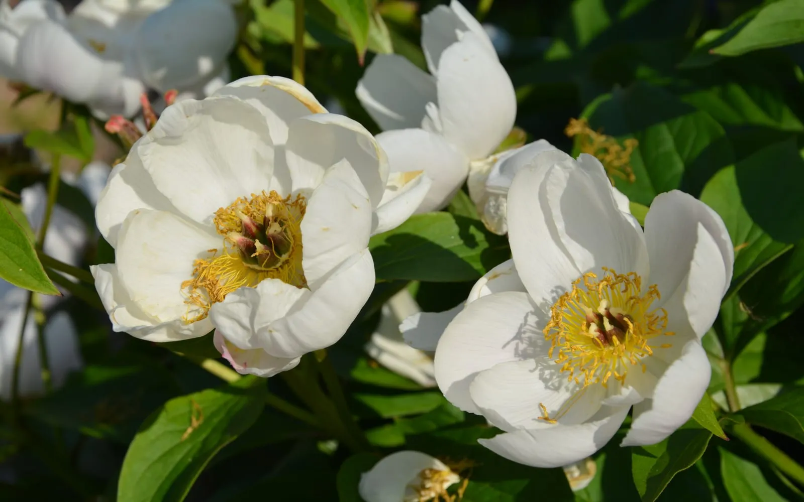 Single white peony flowers with broad silky petals around a boss of golden stamens