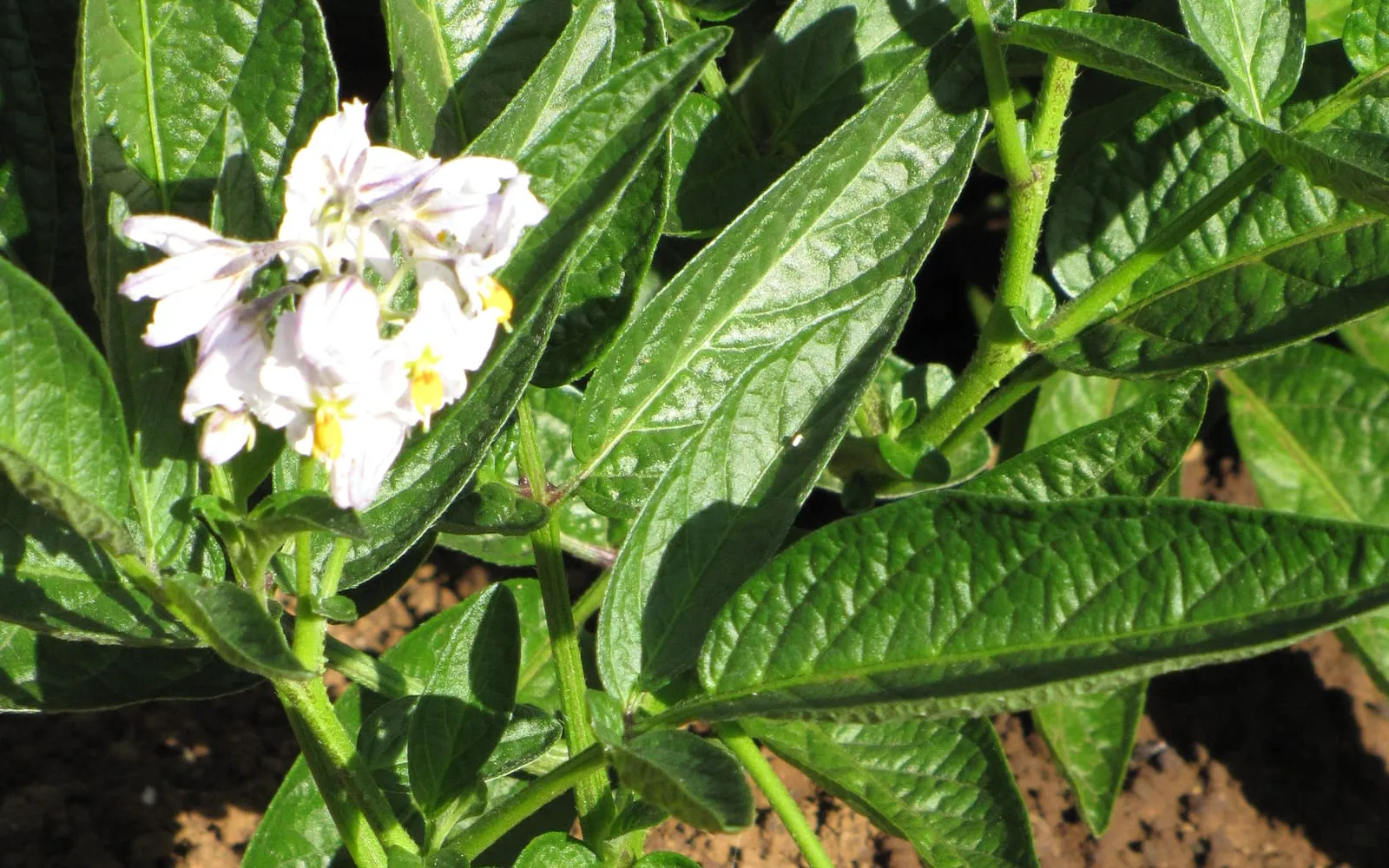 Pepino flowers, white with violet streaks and yellow anthers, among narrow dark leaves